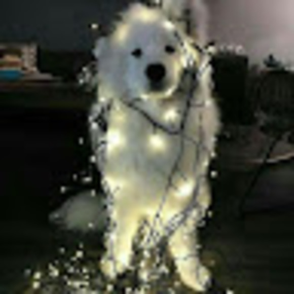 Meet your Posher, Lily - Picture 1 of 1